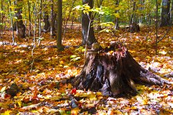 35 25-Oct-13 12-44-19 P7100 033